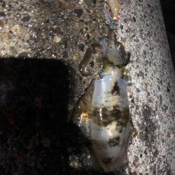 アオリイカエギング12時間釣行