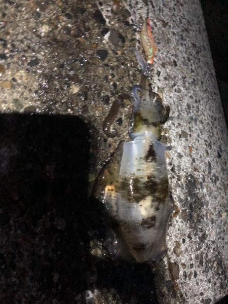 アオリイカエギング12時間釣行