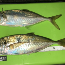 待望のアジ❗️