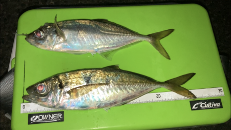 待望のアジ❗️