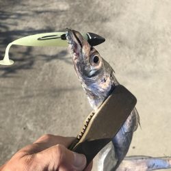 朝マズメの太刀魚釣りで二桁達成