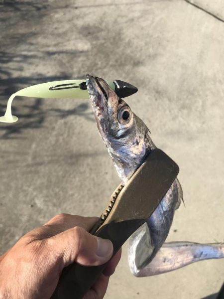 朝マズメの太刀魚釣りで二桁達成