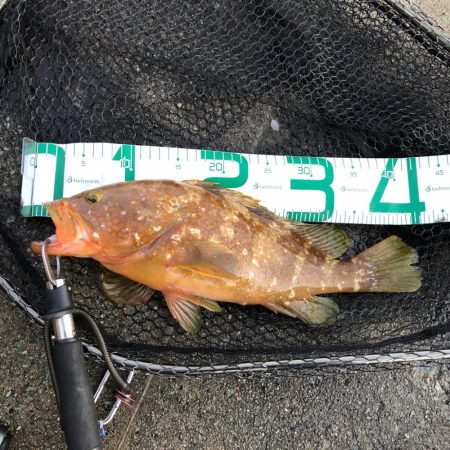 2021 佐渡ヶ島エギング 30回目