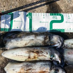 2021 佐渡ヶ島エギング