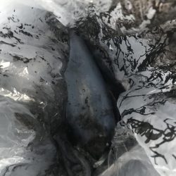 朝マズメに良型アオリイカGET