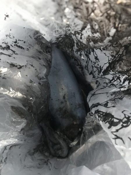 朝マズメに良型アオリイカGET