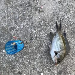 サビキしか勝たん