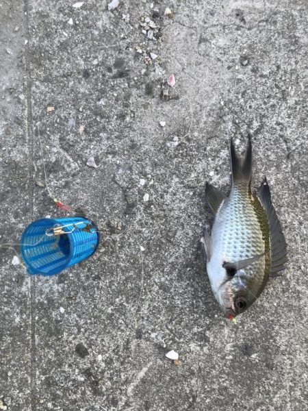 サビキしか勝たん