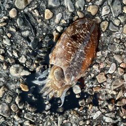 カレイ サイズUP v(^_^o)