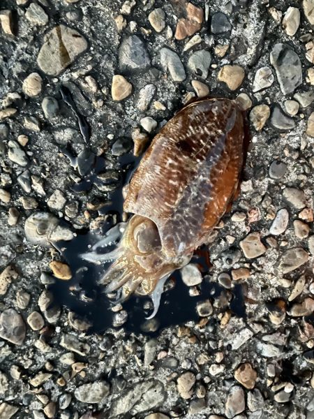 カレイ サイズUP v(^_^o)