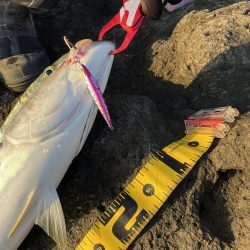 ショアジギング ブリ 道南津軽海峡