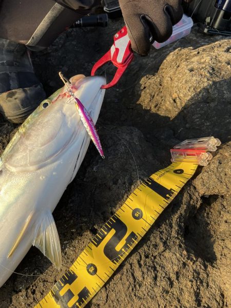 ショアジギング ブリ 道南津軽海峡