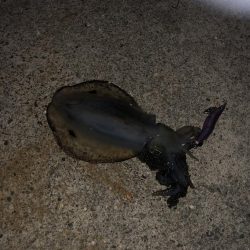 今年アオリ初GET