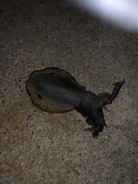 今年アオリ初GET