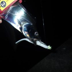 久々の2桁釣果^ ^