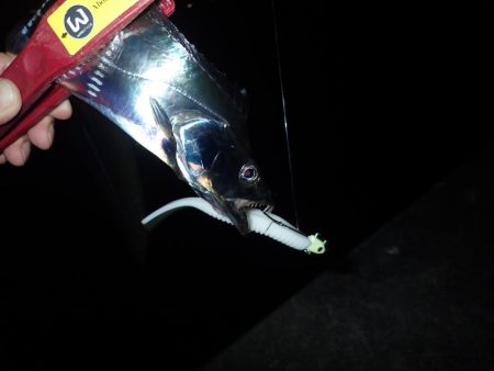 久々の2桁釣果^ ^