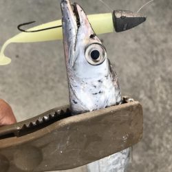 朝マズメの太刀魚釣り