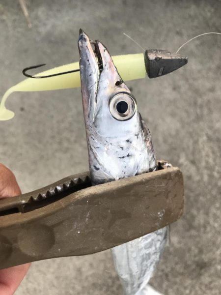 朝マズメの太刀魚釣り
