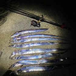 タチウオ和歌山遠征