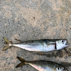 新規ポイント アジング