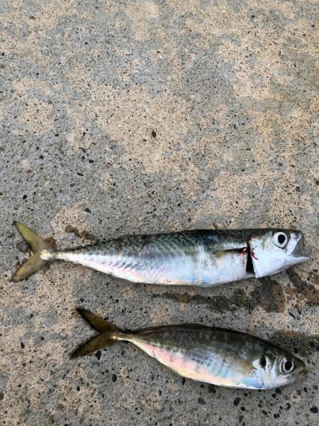 新規ポイント　アジング