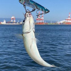 青物遠く鯖ナブラのみ。。