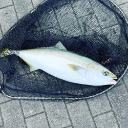 感動の初ブリ族