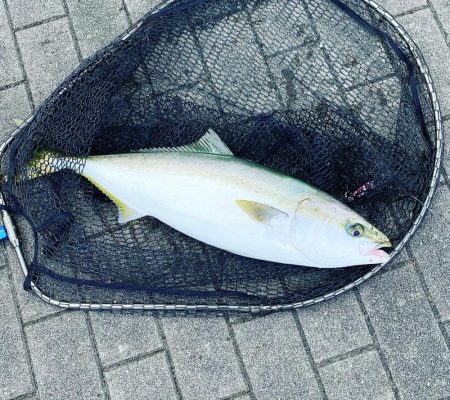 感動の初ブリ族