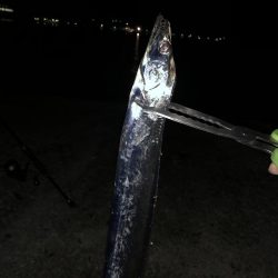 夜通し太刀魚