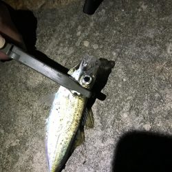 夜アジング調査