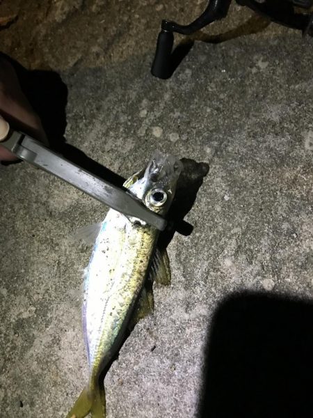 夜アジング調査