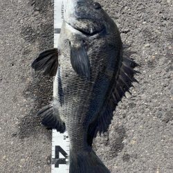 イチノ兄弟、釣果！