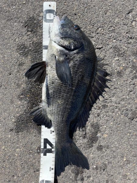 イチノ兄弟、釣果！