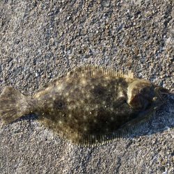 ショアジギ敗北