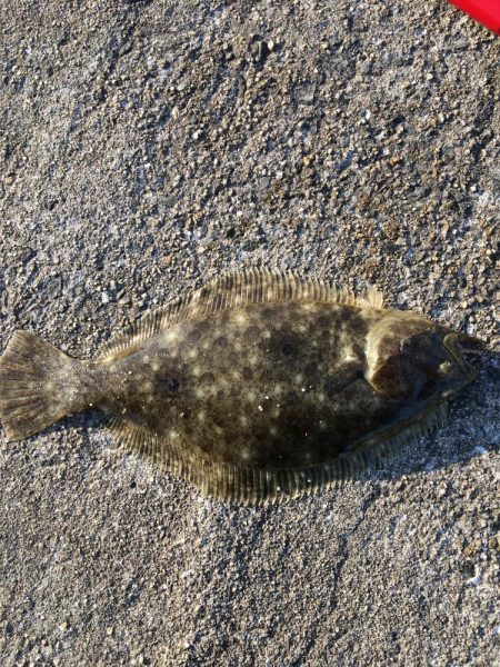 ショアジギ敗北