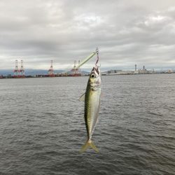 雨上がりに期待するも朝イチ鯖高活性のみw