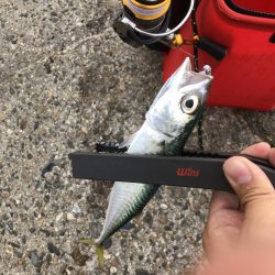 久々のアジング