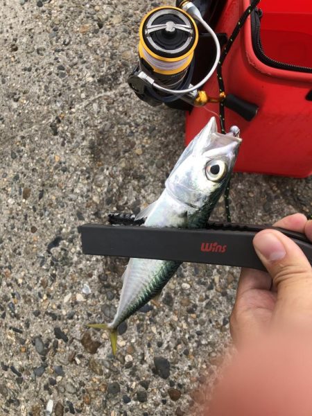 久々のアジング