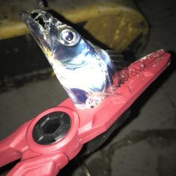 タチウオの数釣りも終わりか？