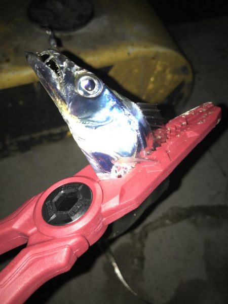 タチウオの数釣りも終わりか？