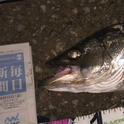 ががっときました。