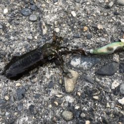 アオリイカ　高活性