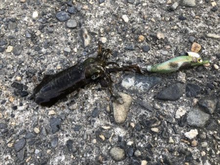 アオリイカ　高活性