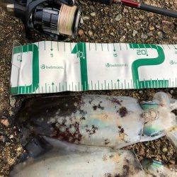 2021佐渡ヶ島 エギング　29回目