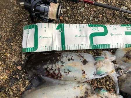 2021佐渡ヶ島 エギング　29回目