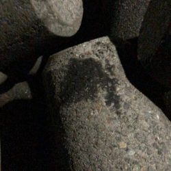 秋イカに遊んでもらいました