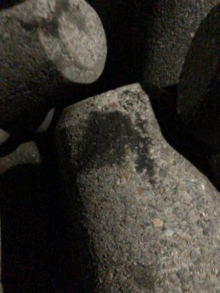 秋イカに遊んでもらいました