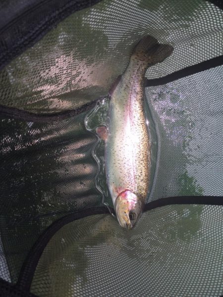 醒ヶ井養鱒場マス釣り堀再開