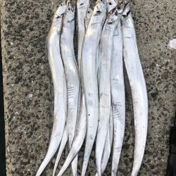 シブイ　タチウオさん