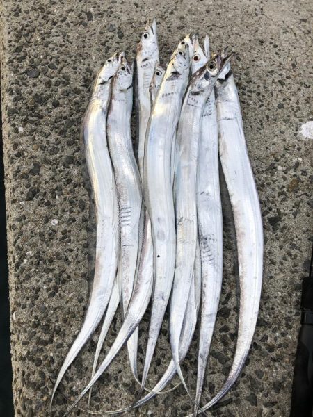 シブイ　タチウオさん